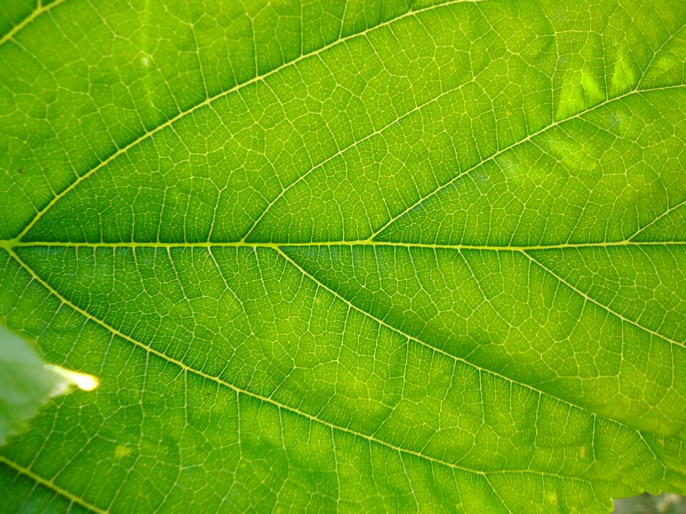 Nature green leaves branch