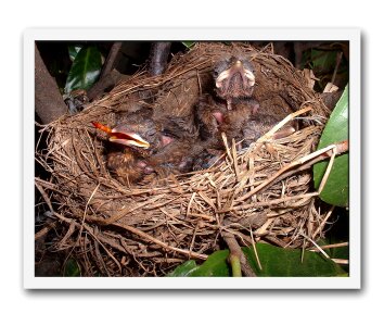 Nest small chicks photo
