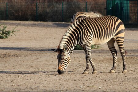 Zebra animal zoo