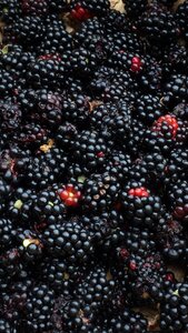 Berry fruit black food