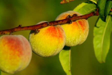 Fish fruit garden photo