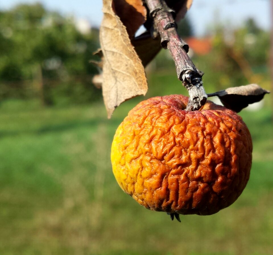 Apple heat fruit