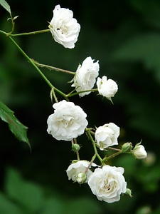 Pure white flowers flora photo