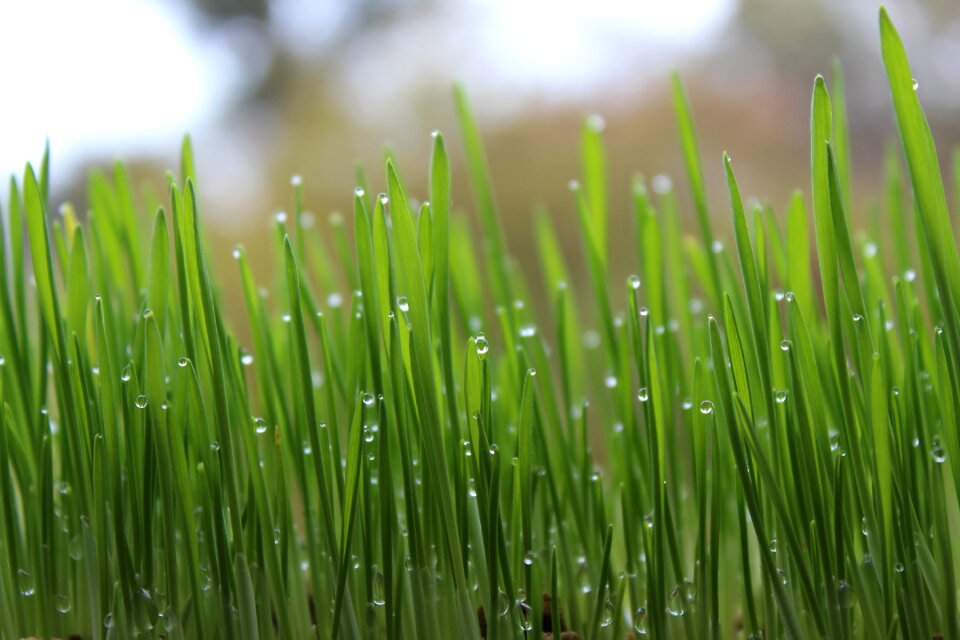 Drops of water drops plants