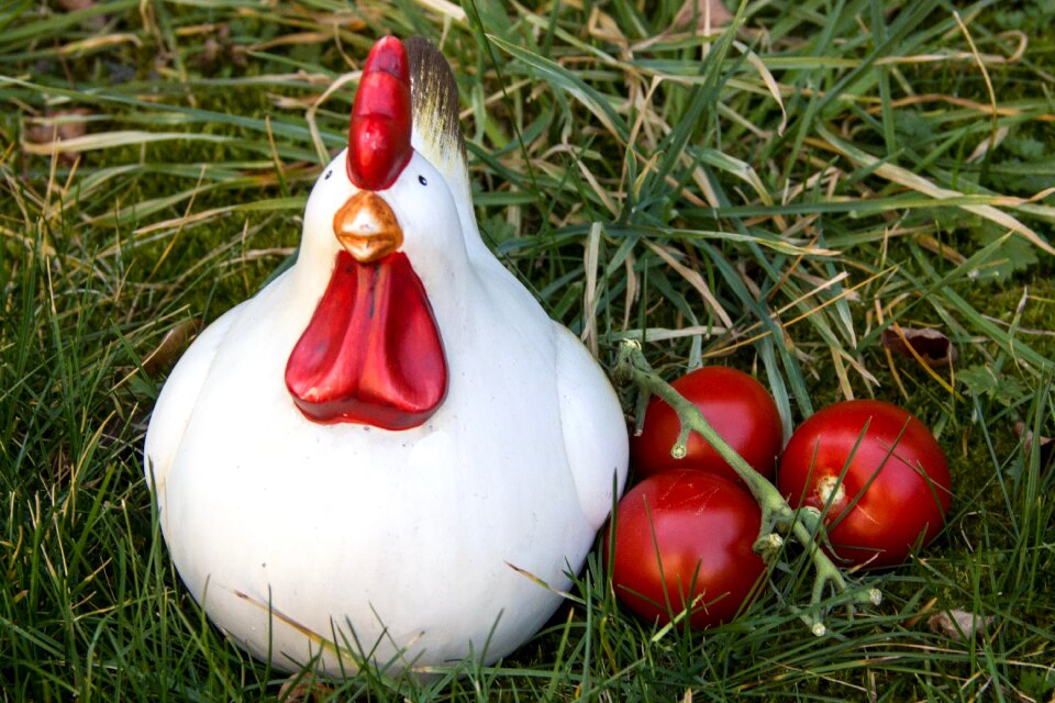 Chicken tomatoes composing