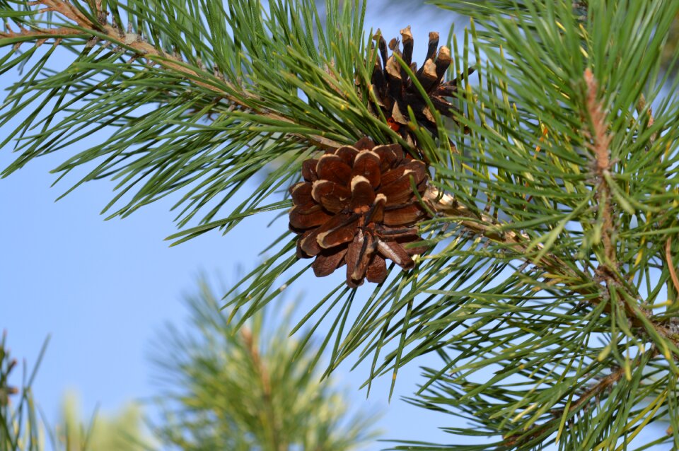 Pine cone needles photo