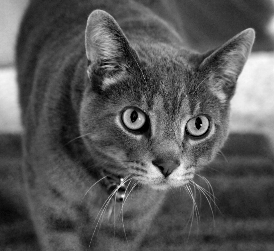 Domestic animal feline