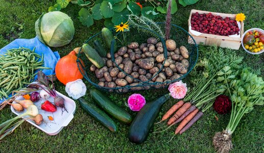 Vegetables vegetable garden fruit photo