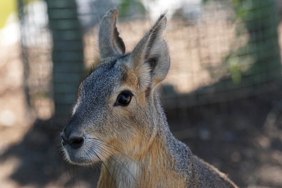 Large mara nager pampas