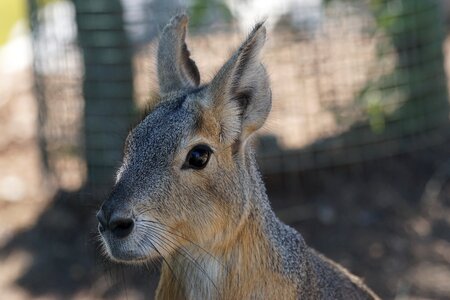 Large mara nager pampas