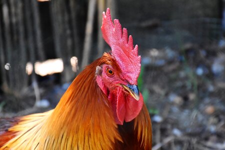 Poultry cockscomb livestock