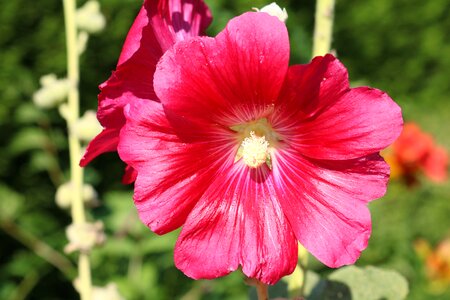 Garden plant red photo