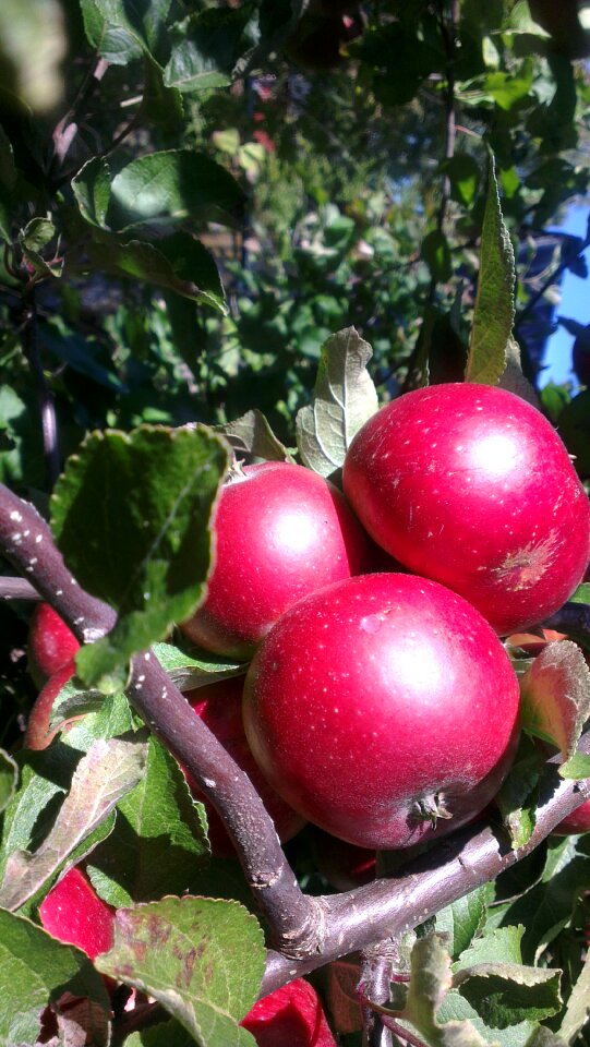 Apples autumn tree