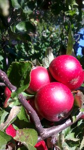 Apples autumn tree