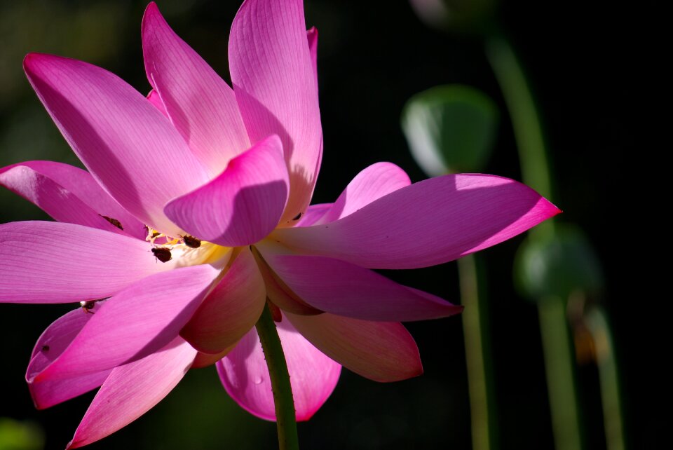Natural green lotus