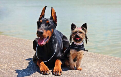 Doberman yorkie dogs photo