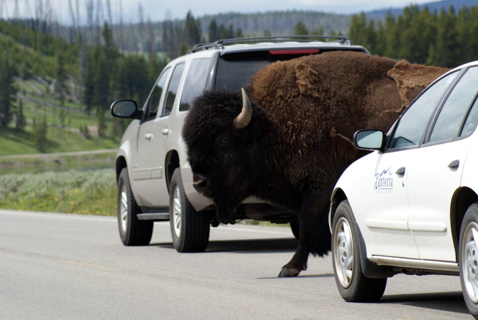 Nature bison park
