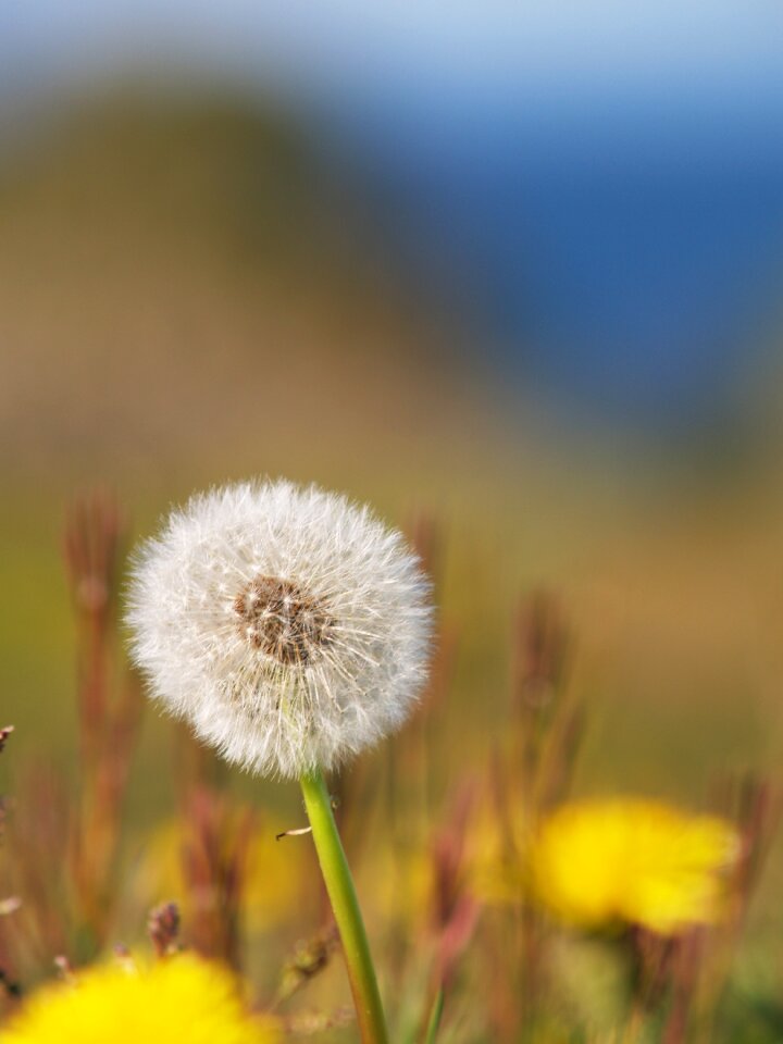 Flowers nature swedish