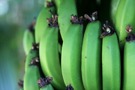 Bananas green helmet