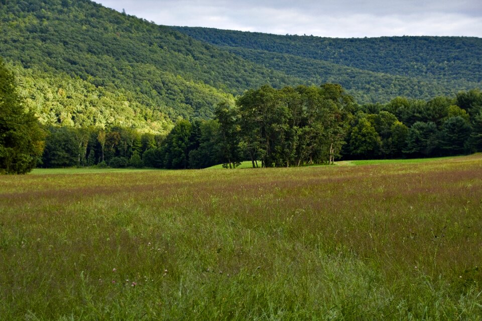 Grass green field photo