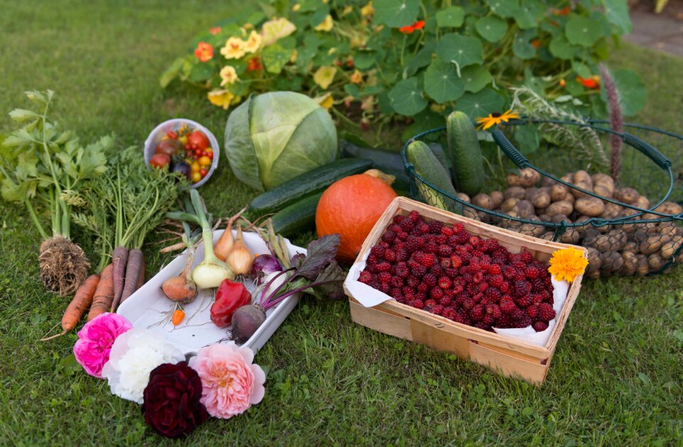 Vegetables vegetable garden fruit