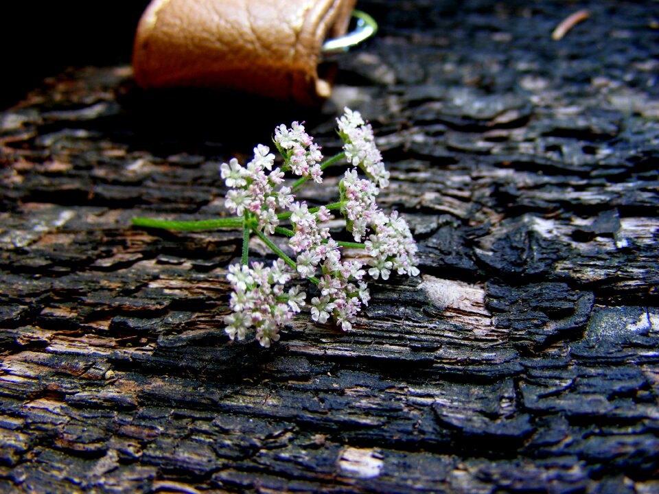 The bark macro flora