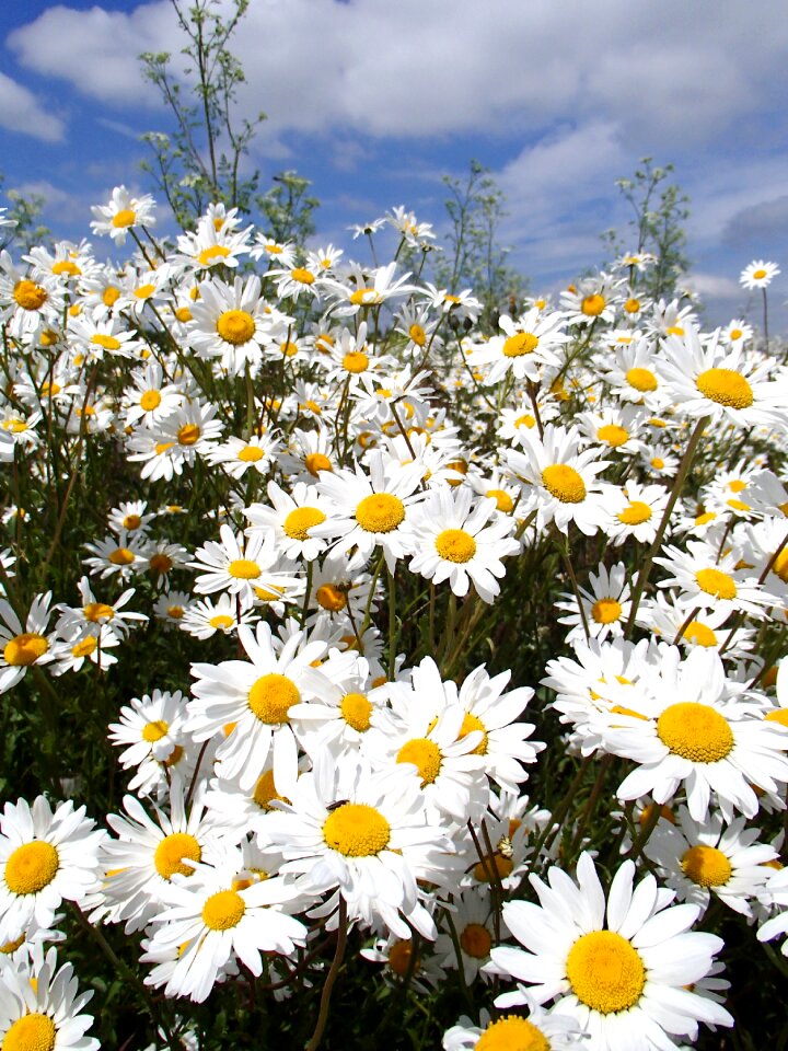 Bright floral plant photo