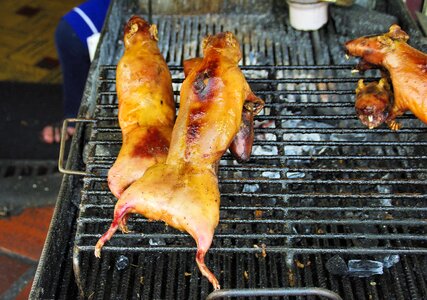 Guinea pigs grilling meat