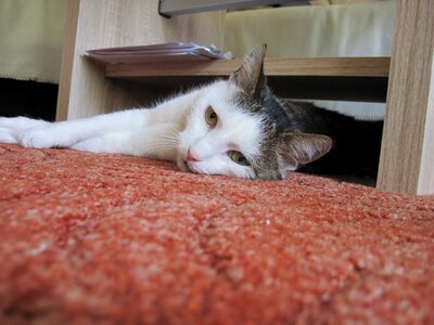 Lazing around pet carpet photo