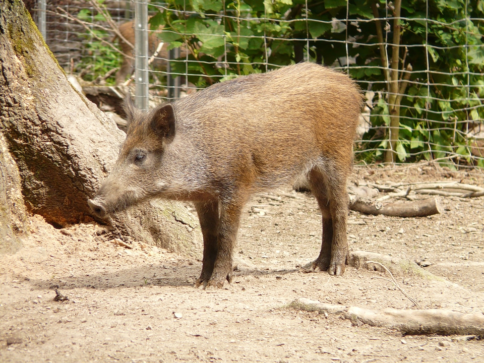 Altweltliches pig real pig suidae