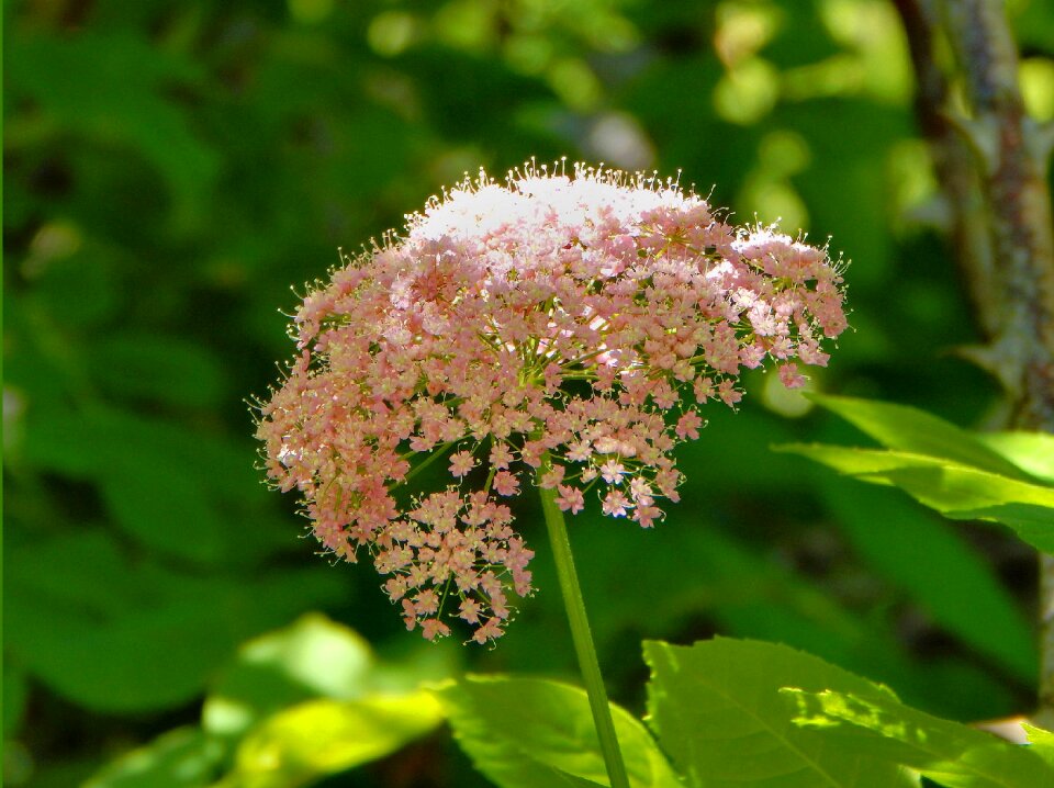 Pink flower nature bloom