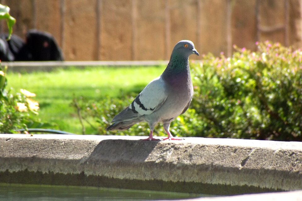Pigeons avez birds