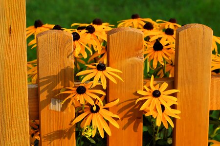 Beautiful summer garden fence