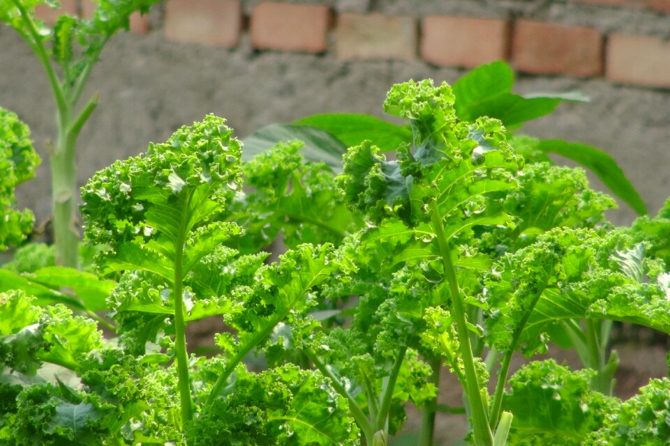 Organic vegetables green