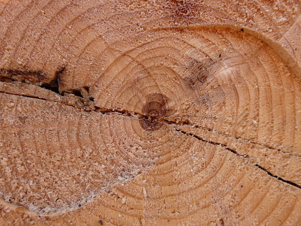 Wood cross section lumber