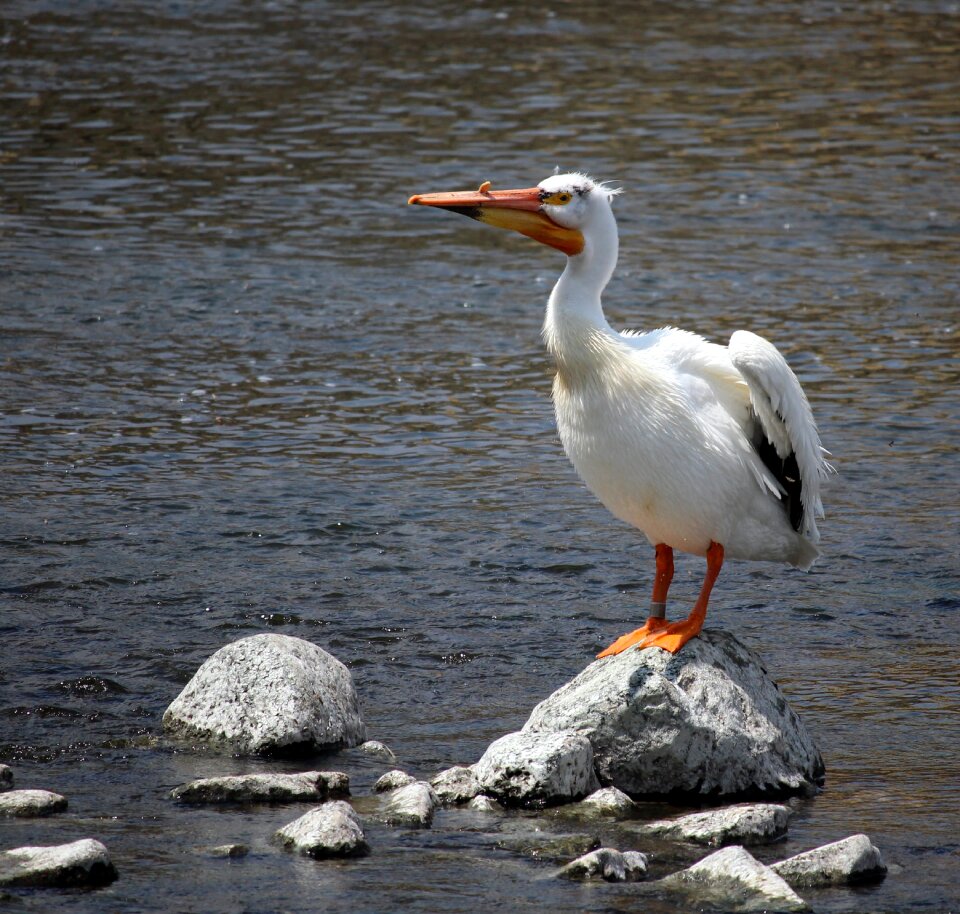 Wisconsin wings river