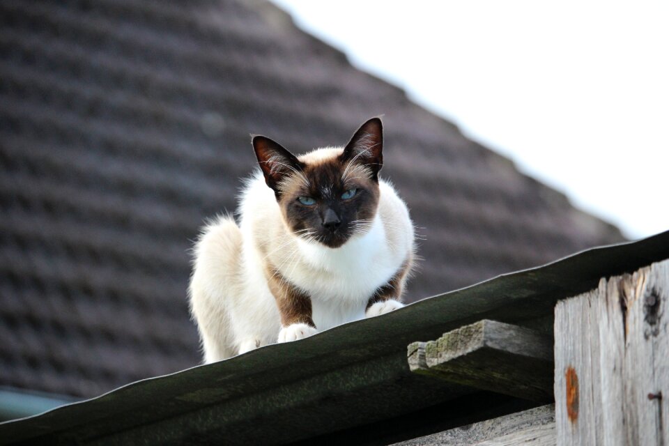 Siamese cat sheet metal roof breed cat
