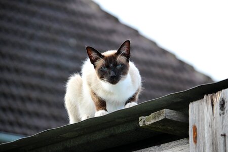 Siamese cat sheet metal roof breed cat