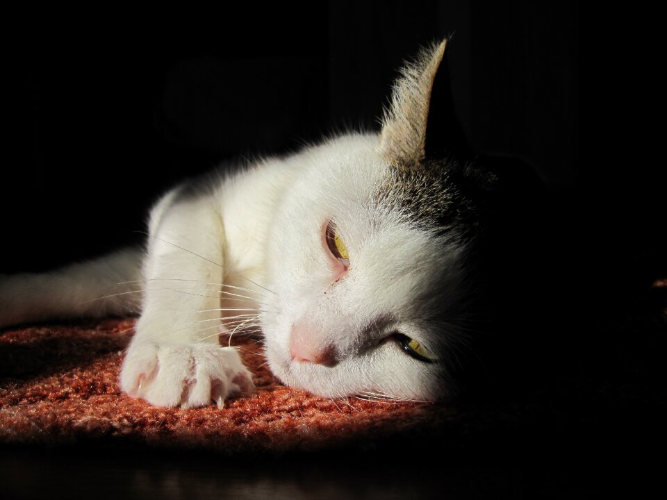 Animal domestic cat sun