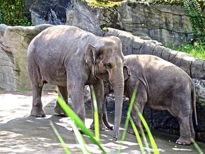 Proboscis animals african bush elephant