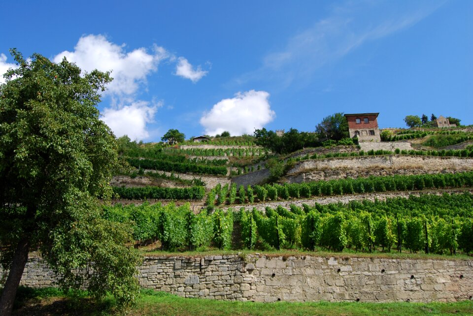 Saale unstrut summer terraces vineyard