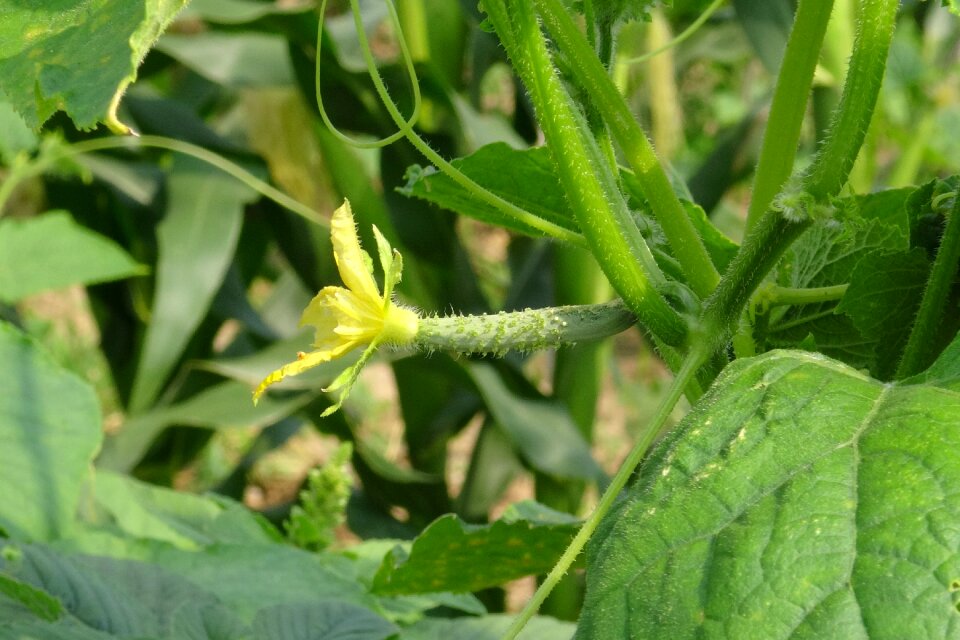 Garden food organic