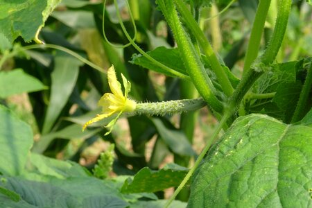 Garden food organic