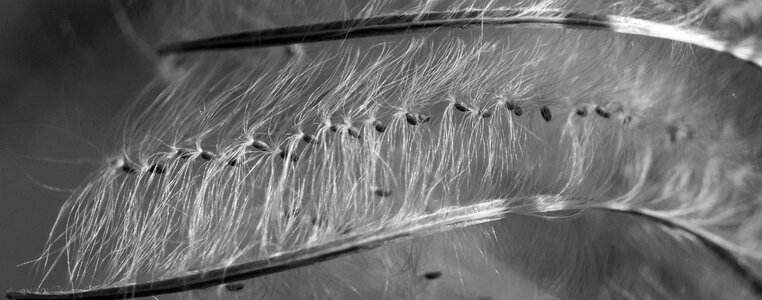 Seeds was close up macro photo