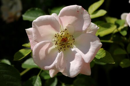 Garden plant white