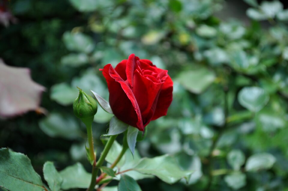 Abe lincoln rose flower love