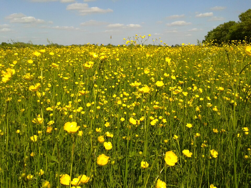 Wildflower meadow summer