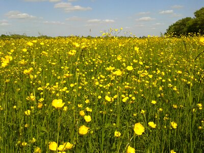 Wildflower meadow summer