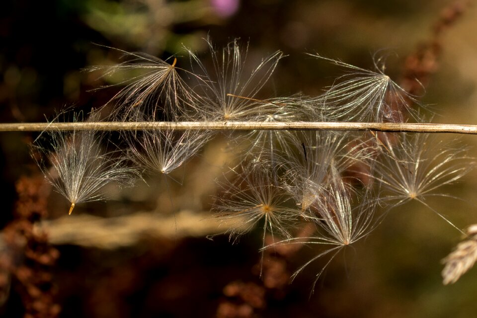 Close up macro nature