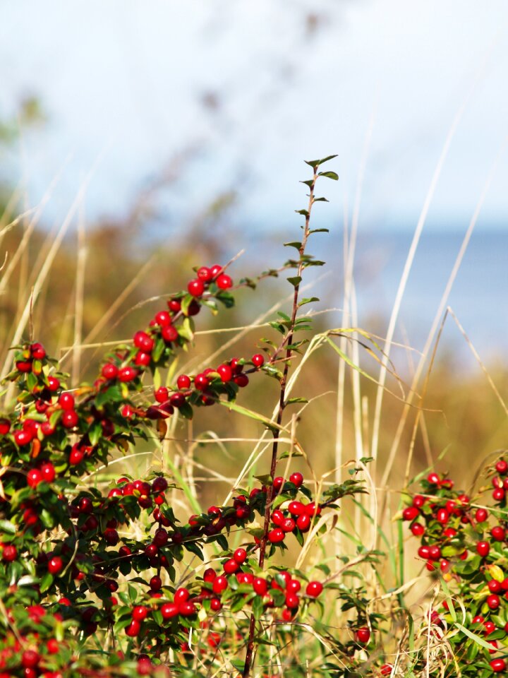 Berry sea late summer